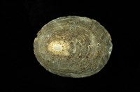 藏品(龜甲笠螺)的圖片